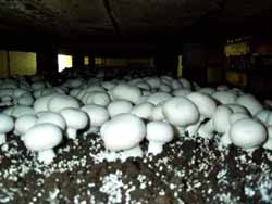 Выращивание грибов шампиньонов