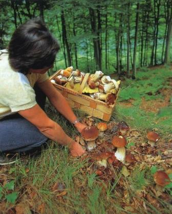 Ищем грибы