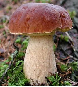 Биология грибов