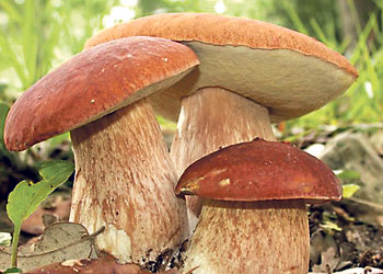 Биология грибов